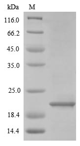 Human DEFA3 protein
