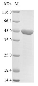 Mouse Dhodh protein