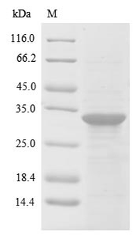 Human DNM1 protein