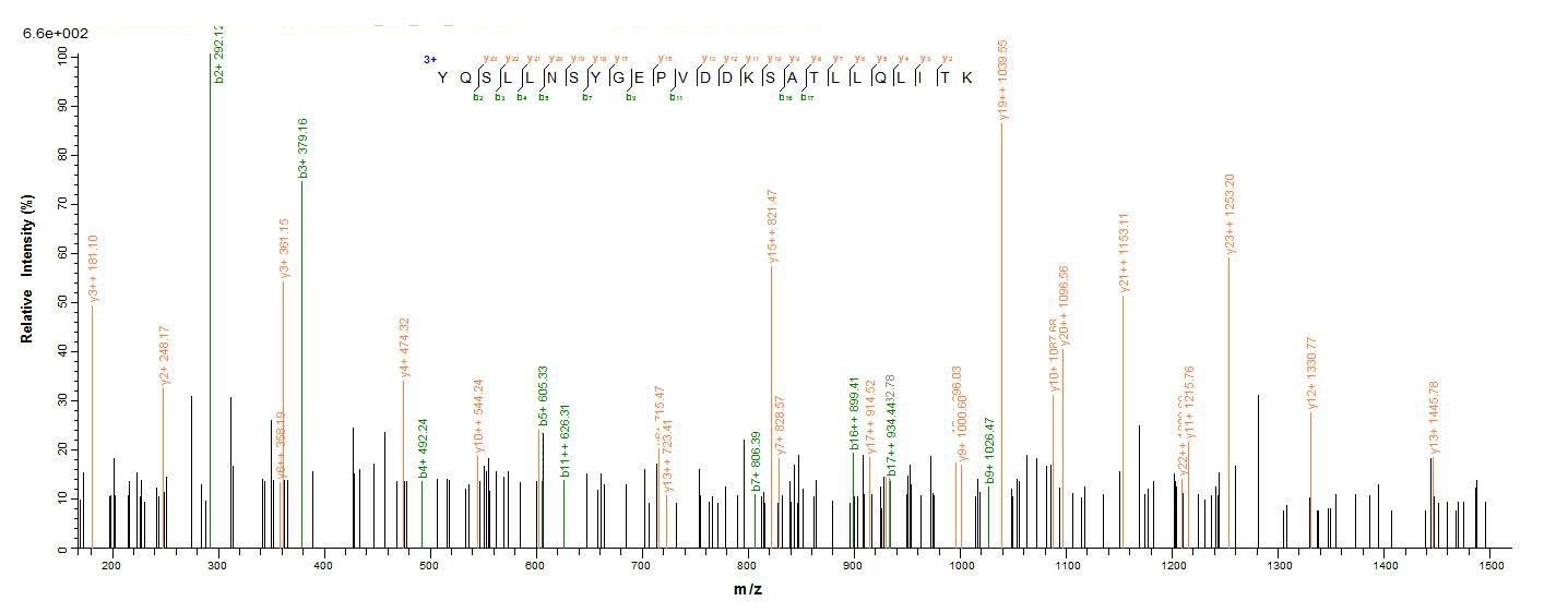 Human DNM1L protein