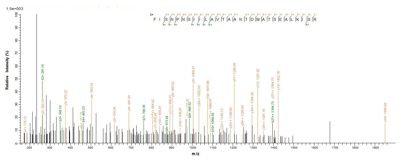 Human DNM1L protein