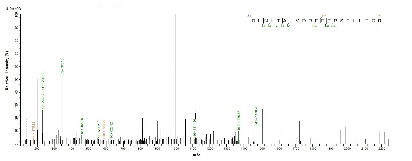 Human DSG3 protein