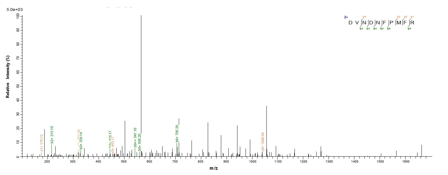 Human DSG3 protein