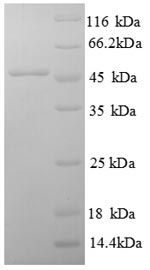 Rat Efna1 protein