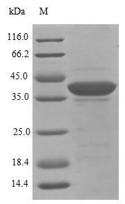 Rat Eif3i protein