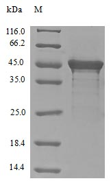 Human EIF4G1 protein