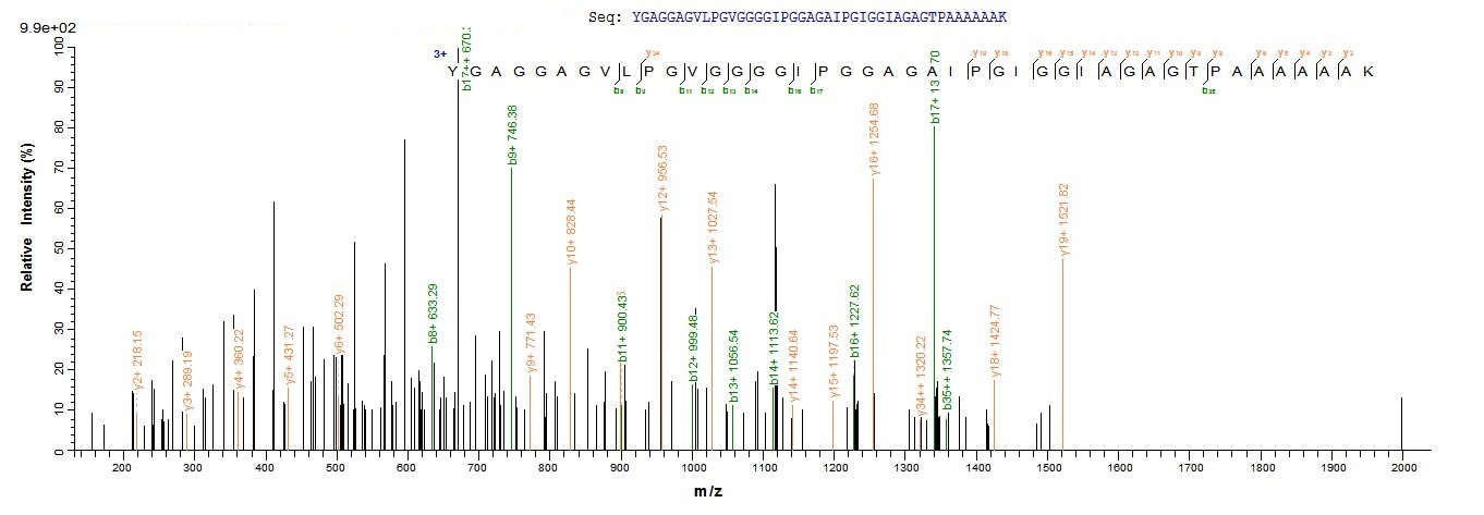 Mouse Elastin protein
