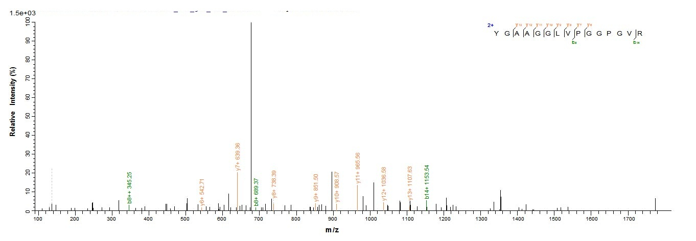 Mouse Elastin protein