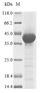 Human ENOX2 protein
