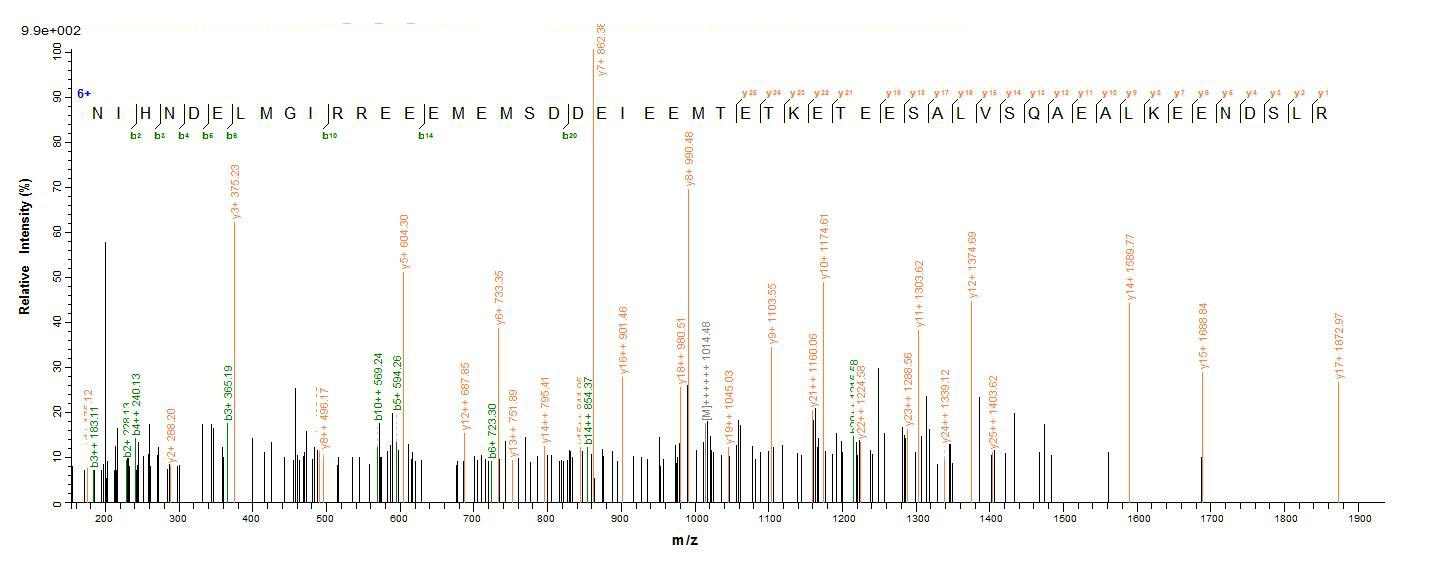 Human ENOX2 protein