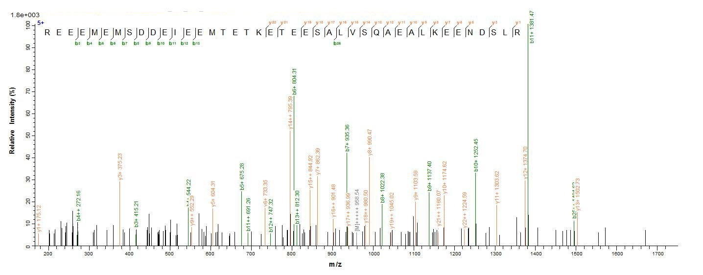 Human ENOX2 protein