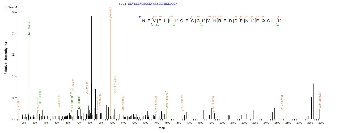Human ENOX2 protein