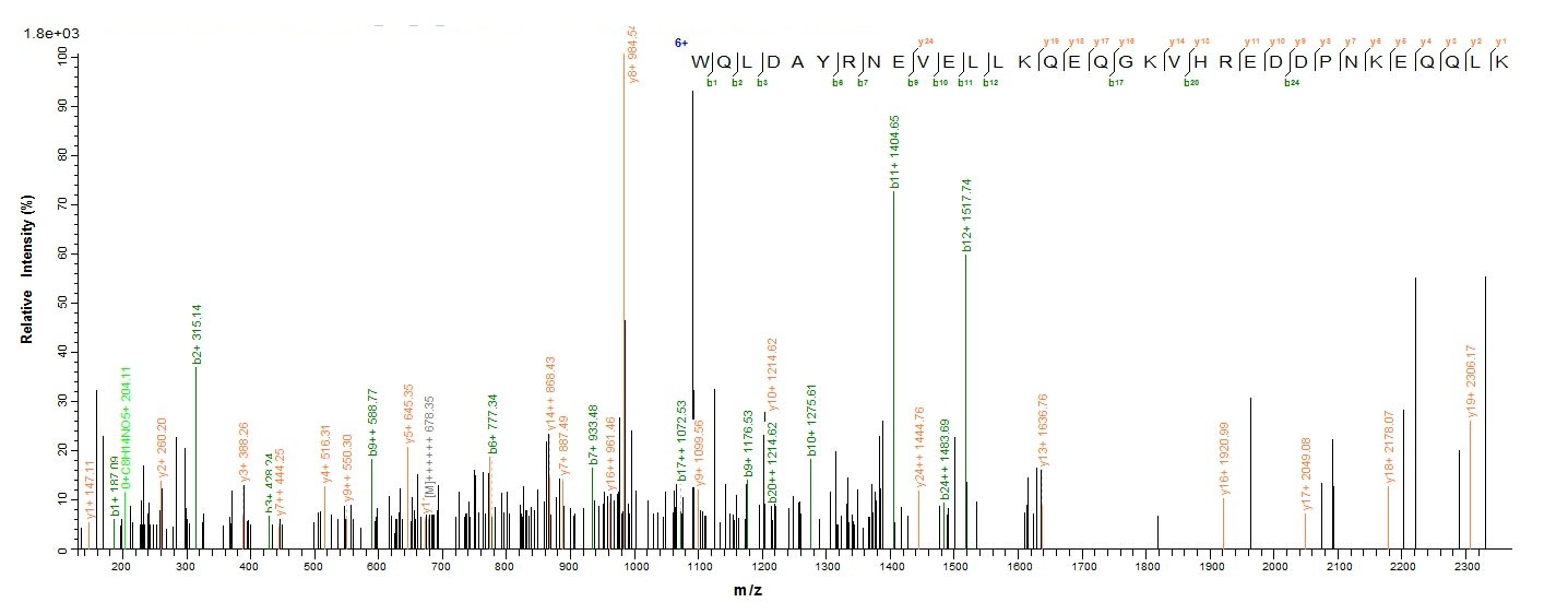 Human ENOX2 protein