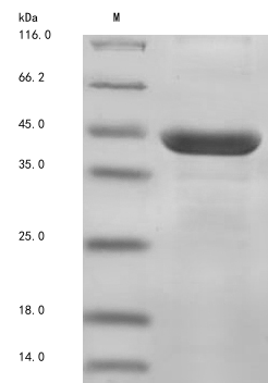 Rat Entpd1 protein