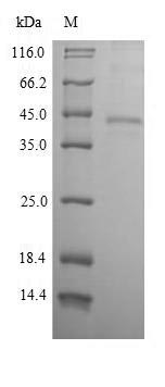 Human EpCAM protein