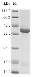 Human EPHA2 protein