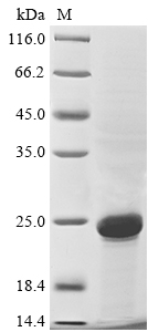 Plant epo protein