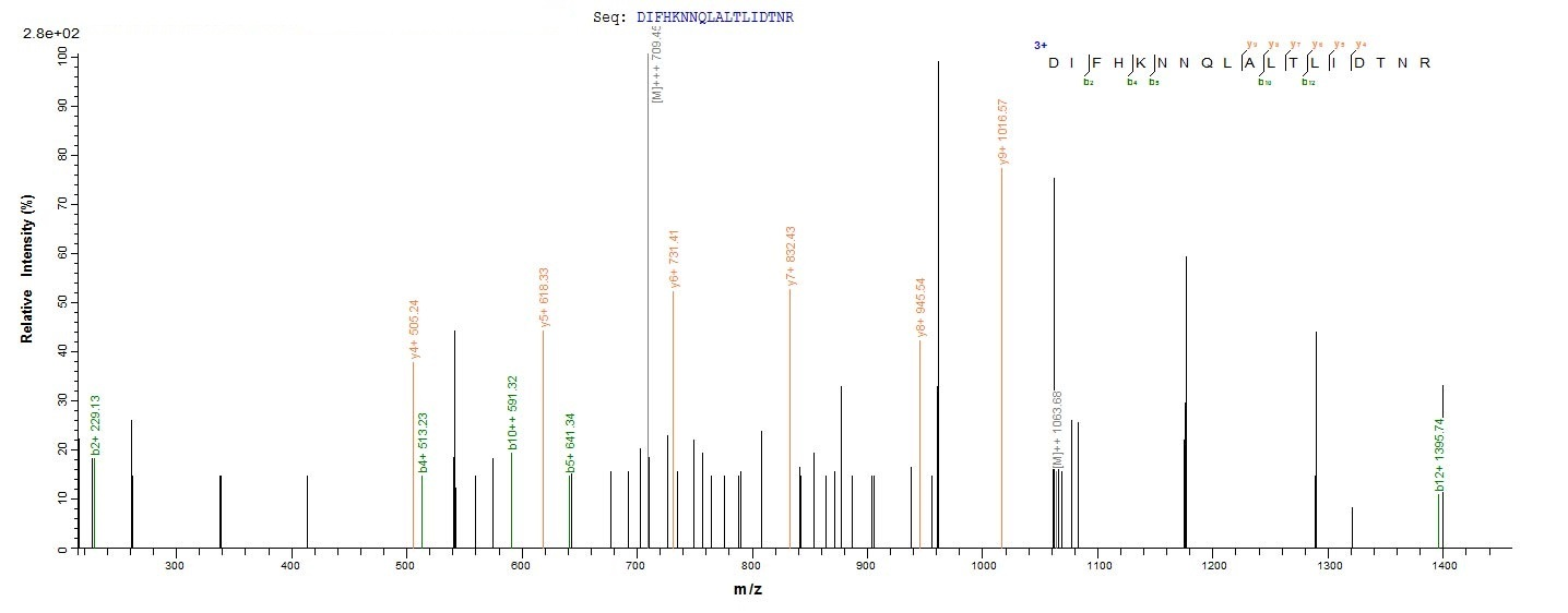 Human HER2 protein