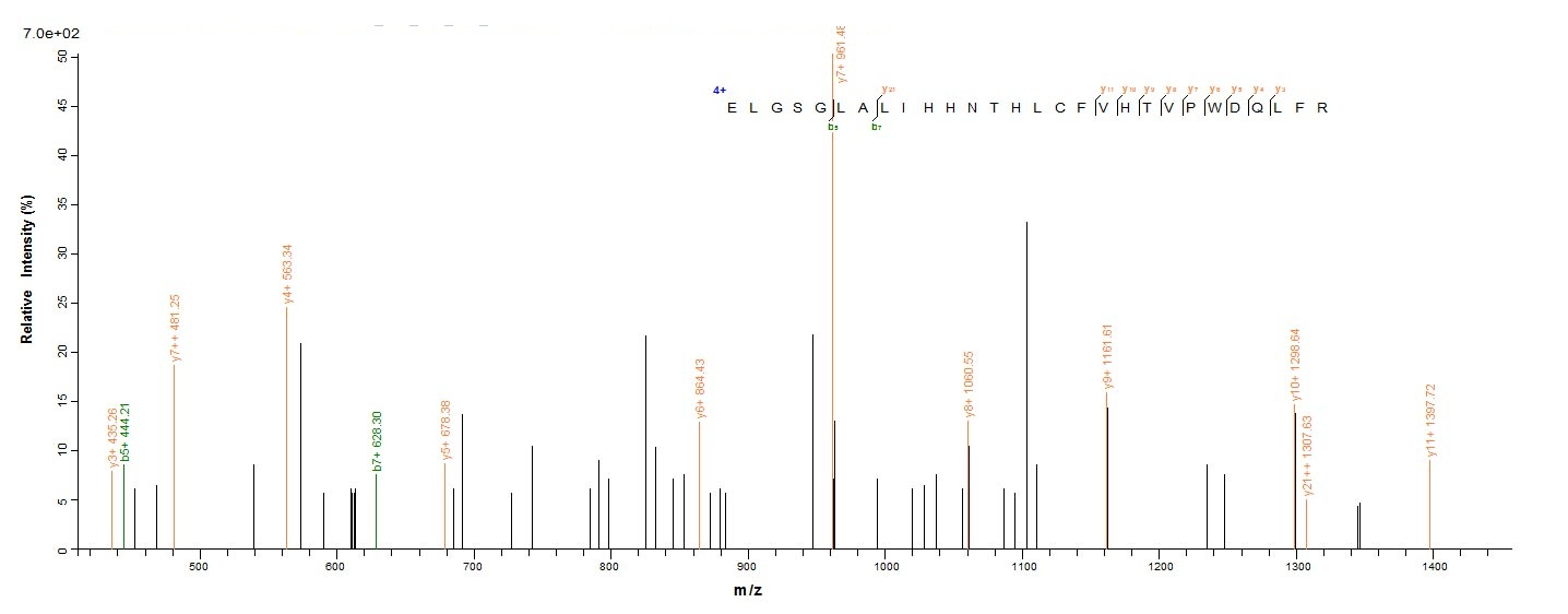 Human HER2 protein
