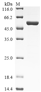Human ERG protein