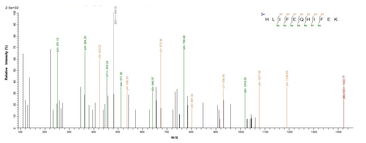Bovine FDX1 protein