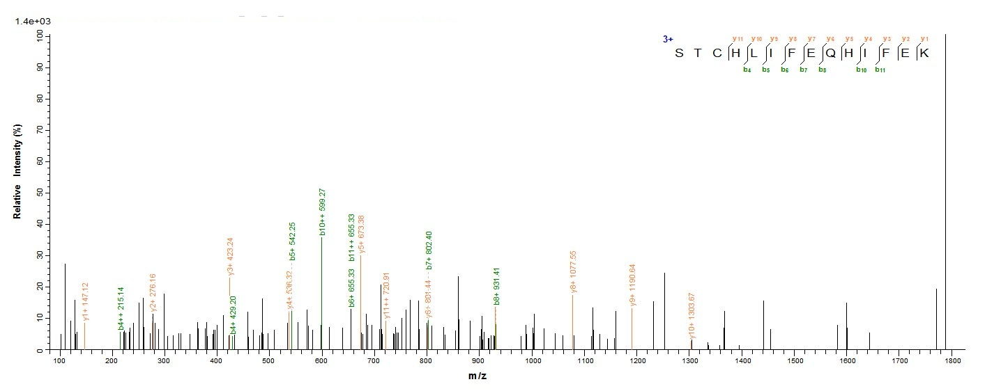 Bovine FDX1 protein