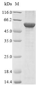 Bovine FDXR protein