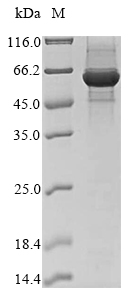 Bovine FECH protein