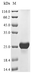 Mouse Fgf20 protein