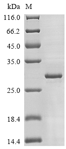 Mouse Fgf20 protein