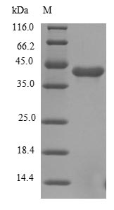 Human FGFR1 protein