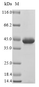 Human FLNA protein
