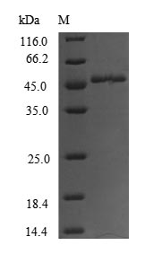 Human FOXO3 protein