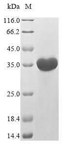 Mouse Fpr1 protein