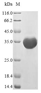 Mouse Fpr2 protein