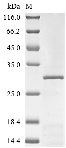 Human GABRA1 protein