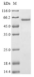 Mouse GATA4 protein