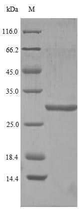 Human GLP2 protein