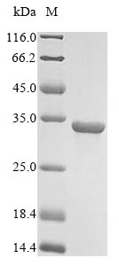 Human GLP2 protein