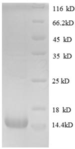 Human GDNF protein