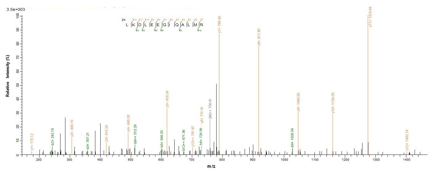 Porcine GH1 protein