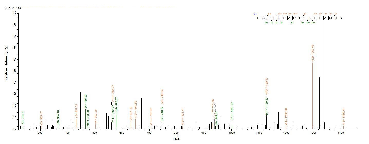 Porcine GH1 protein