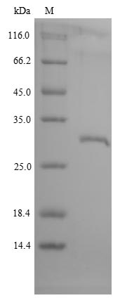 Primate GHR protein
