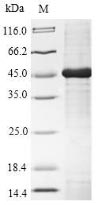 Primate GLA protein