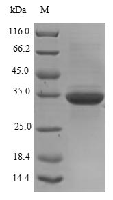 Human GM2A protein
