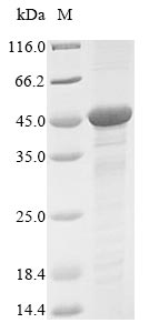 Mouse Gnaq protein