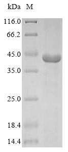 Bovine GNAT2 protein
