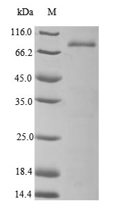Human GP1BA protein