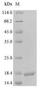 Human GP1BA protein