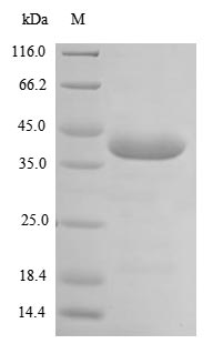 Mouse Gp6 protein